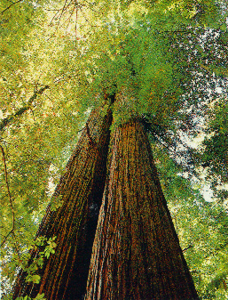 Redwood